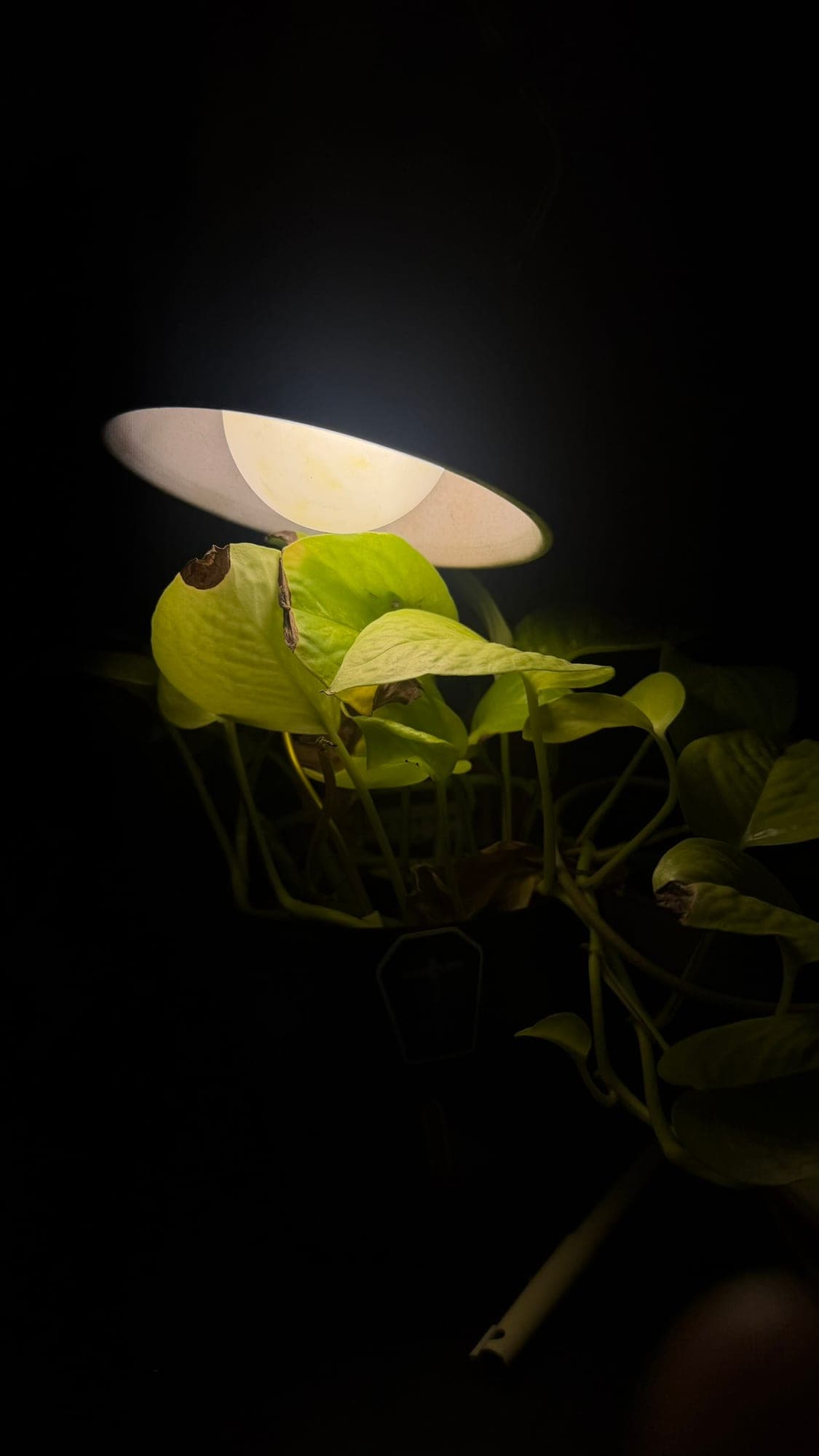 A pothos plant lit from above by a small white lamp in a pitch-black room, its heart-shaped leaves glowing yellow-green with a few brown patches