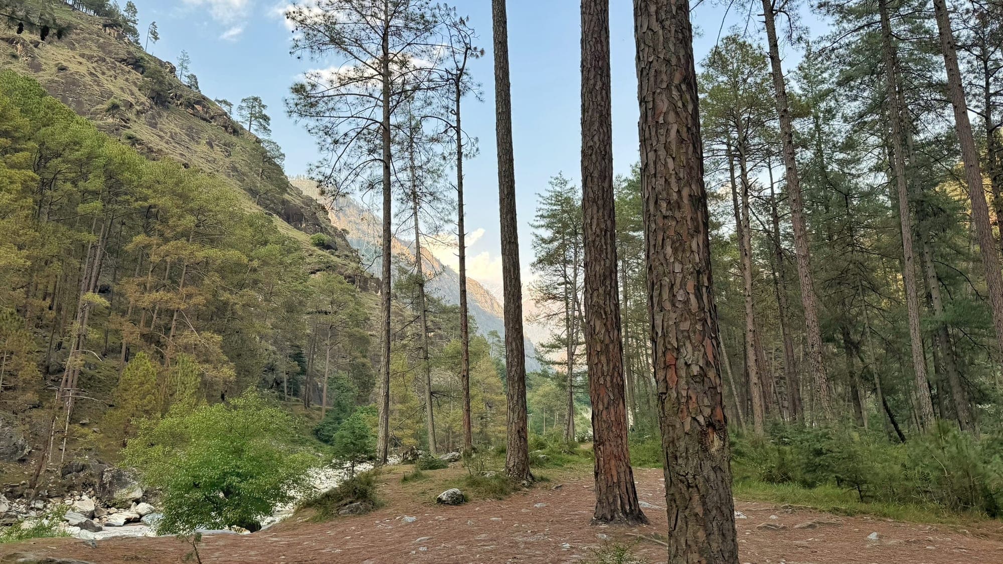 A clearing among tall pines with a steep mountain slope on the left and a gap between the trees showing the valley opening into hazy golden light in the distance, and the river just visible below at the left