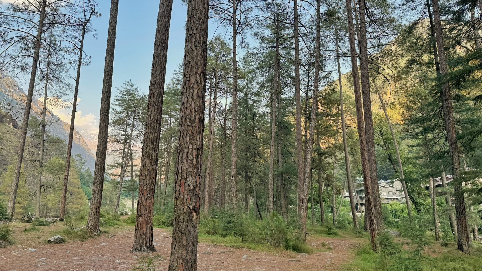 Tall pine trunks with rough red-brown bark in the foreground of a forest clearing, a carpet of pine needles underfoot, golden light on a mountainside and a stone-built guesthouse among the trees on the right