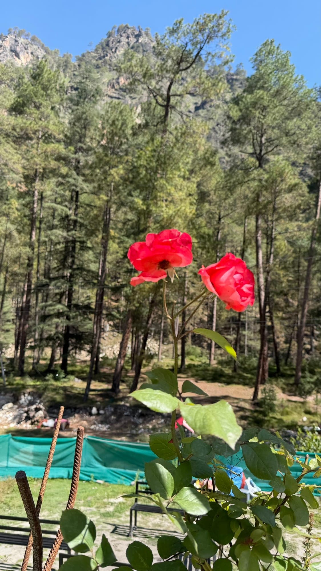 Two red roses in the foreground, in focus, with a pine forest and rocky ridge in soft focus behind and a clear blue sky above