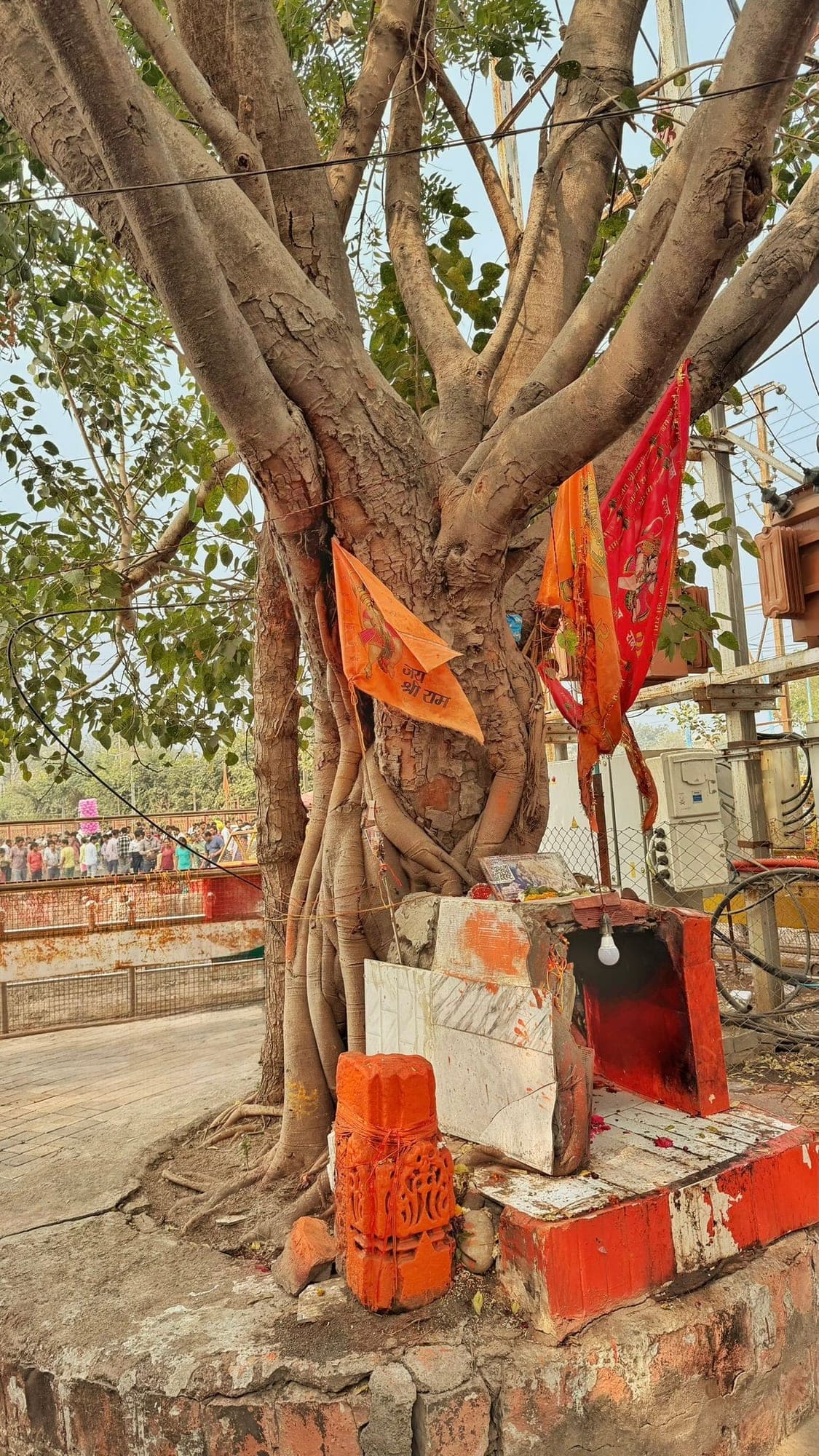 A banyan tree with hanging roots, saffron flags tied to it and a small orange-painted shrine at its base, beside a paved walkway
