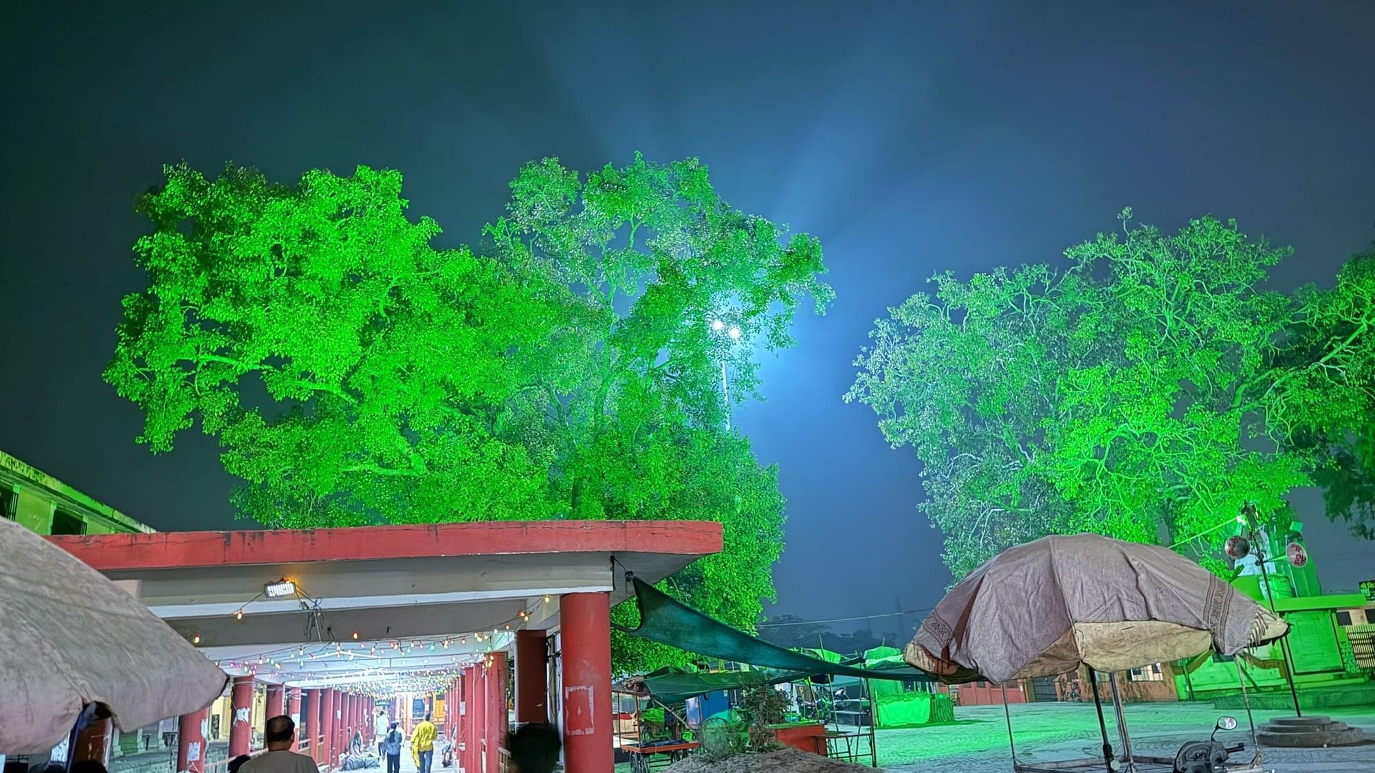 Two large banyan trees lit bright green at night against a hazy blue sky, with a red-roofed open pavilion and umbrellas beneath them
