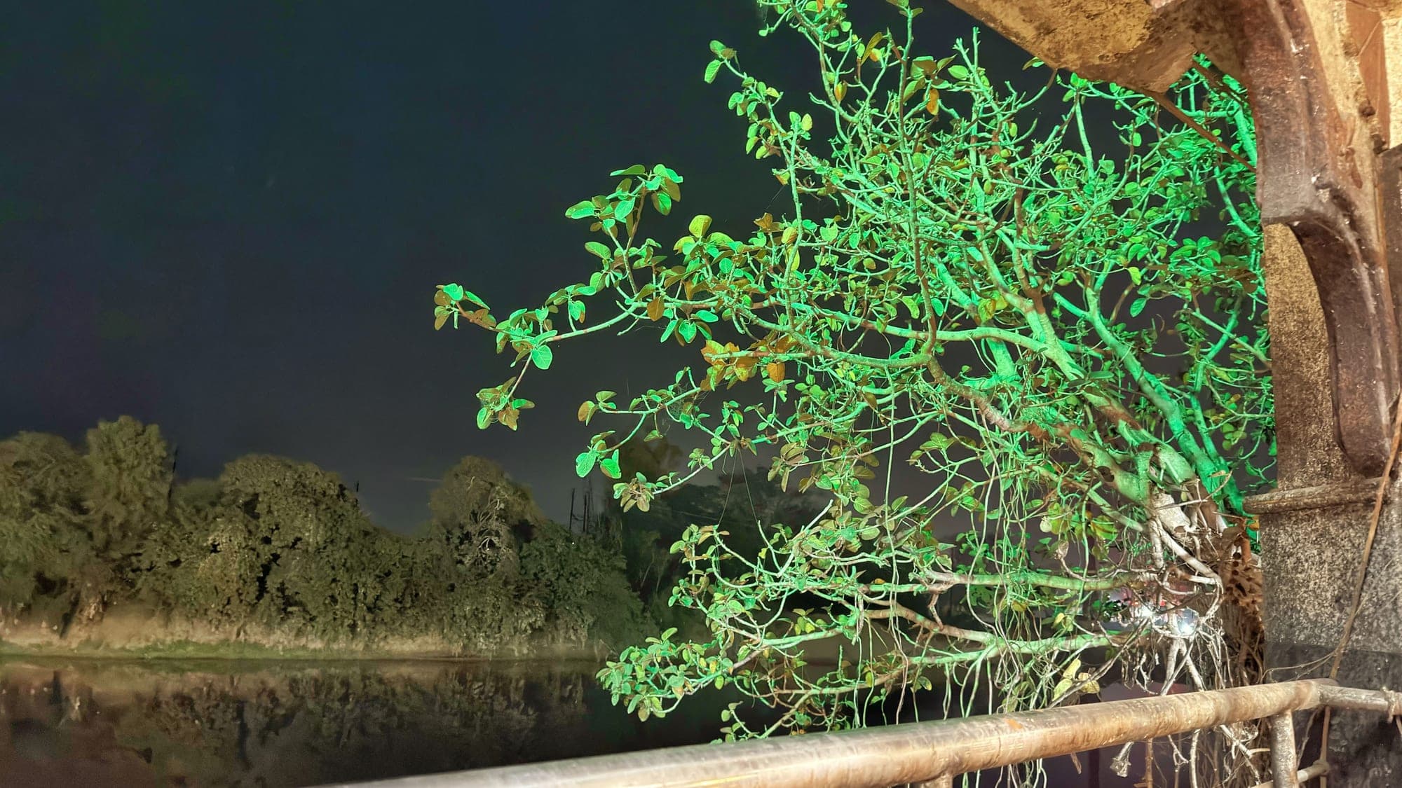 The branches of a banyan tree lit bright green at night, hanging over an old stone wall and a metal railing, with the dark river and its far bank below